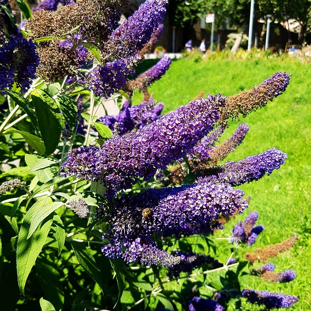 Sommerflieder 'Empire Blue' (Buddleja davidii)