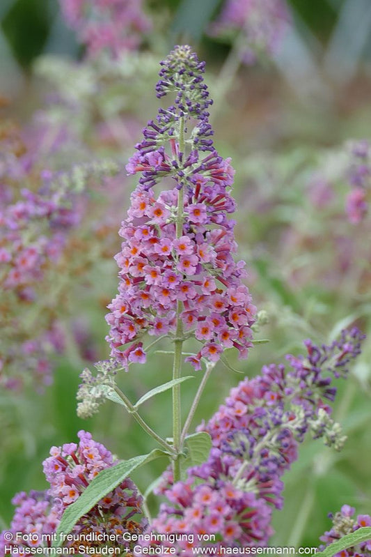 Sommerflieder 'Flower Power' (Buddleja davidii)