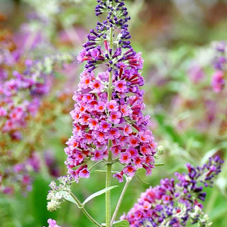 Sommerflieder 'Flower Power' (Buddleja davidii)