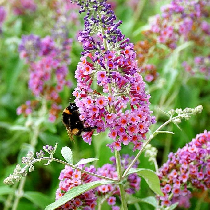 Sommerflieder 'Flower Power' (Buddleja davidii)