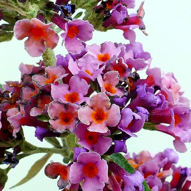 Sommerflieder 'Flower Power' (Buddleja davidii)