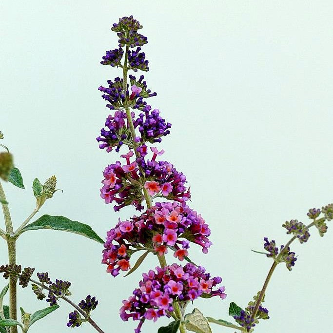 Sommerflieder 'Flower Power' (Buddleja davidii)
