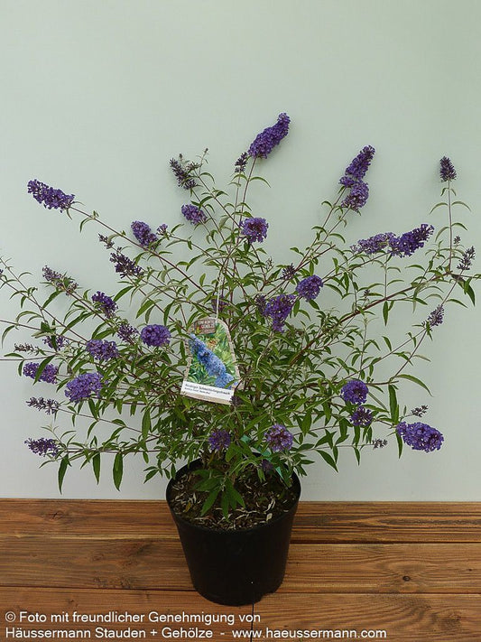 Sommerflieder 'Nanho Blue' (Buddleja davidii)