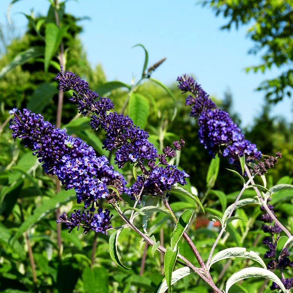 Sommerflieder 'Nanho Blue' (Buddleja davidii)