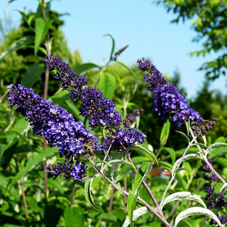 Sommerflieder 'Nanho Blue' (Buddleja davidii)