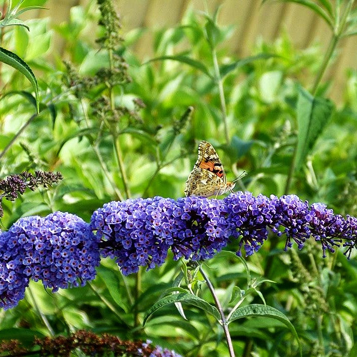 Sommerflieder 'Nanho Blue' (Buddleja davidii)