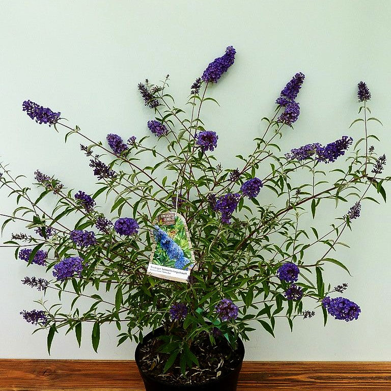 Sommerflieder 'Nanho Blue' (Buddleja davidii)