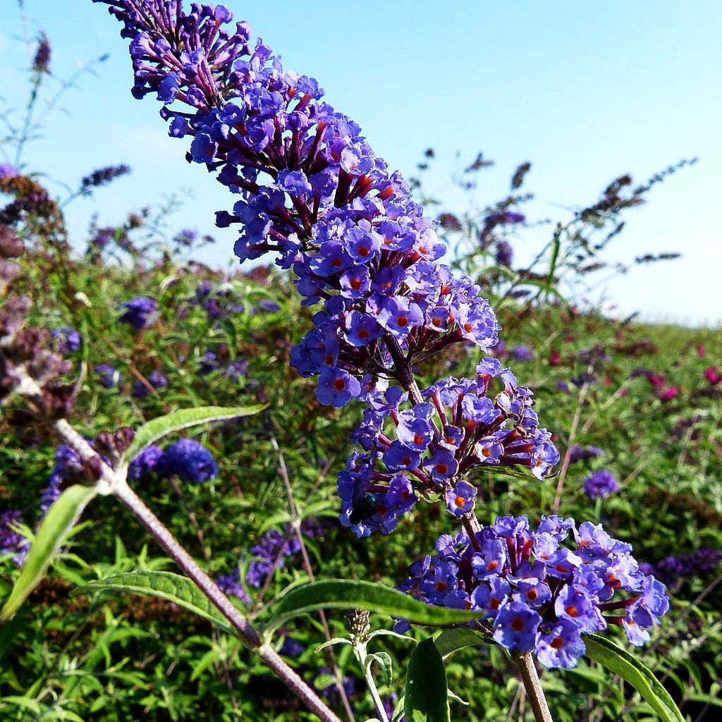 Sommerflieder 'Nanho Blue' (Buddleja davidii)