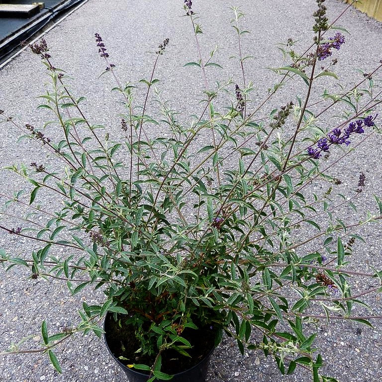 Sommerflieder 'Nanho Blue' (Buddleja davidii)