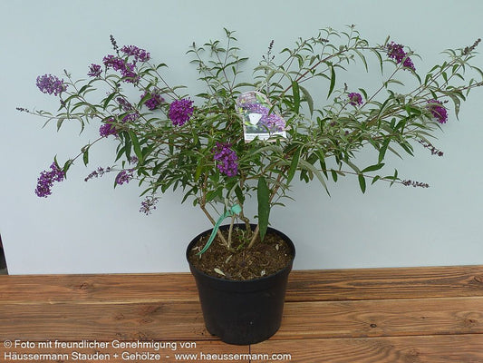 Sommerflieder 'Nanho Purple' (Buddleja davidii)