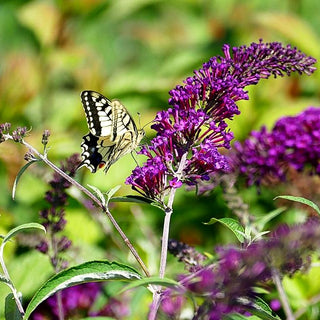 Sommerflieder 'Nanho Purple' (Buddleja davidii)