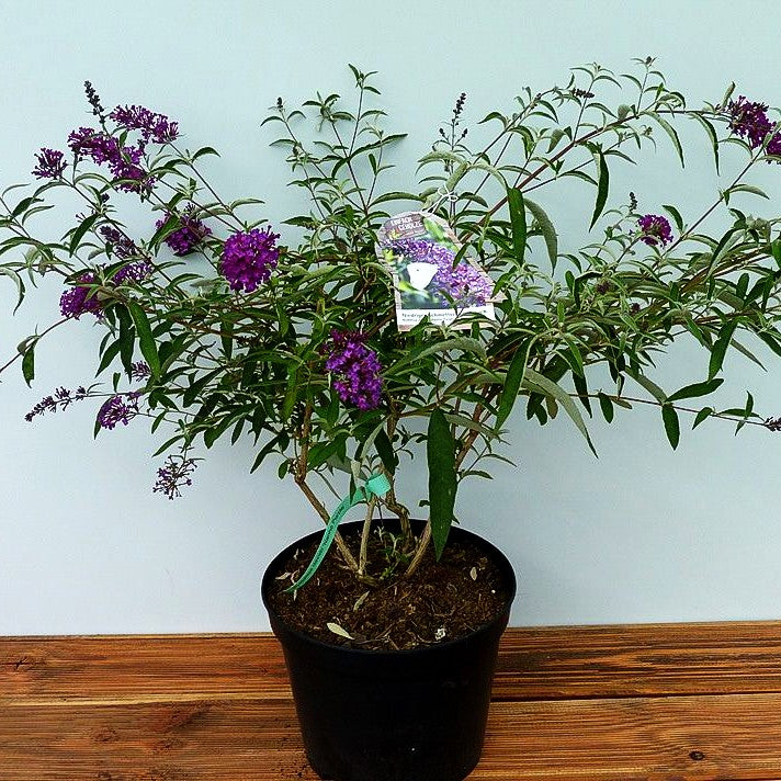 Sommerflieder 'Nanho Purple' (Buddleja davidii)