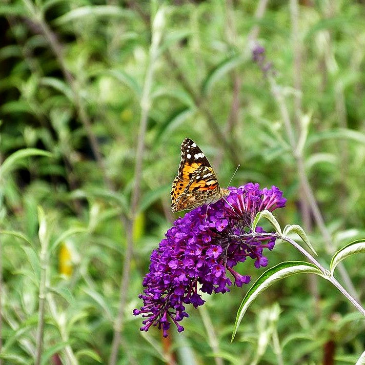 Sommerflieder 'Nanho Purple' (Buddleja davidii)