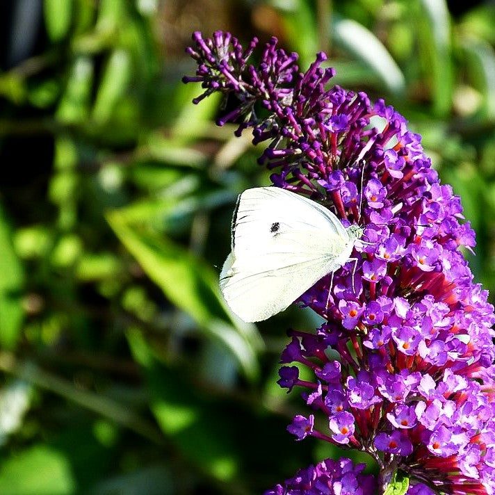 Sommerflieder 'Nanho Purple' (Buddleja davidii)
