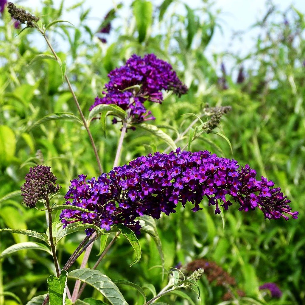 Sommerflieder 'Nanho Purple' (Buddleja davidii)