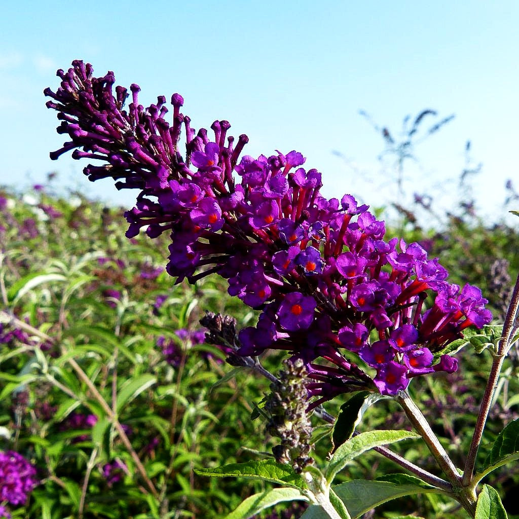 Sommerflieder 'Nanho Purple' (Buddleja davidii)