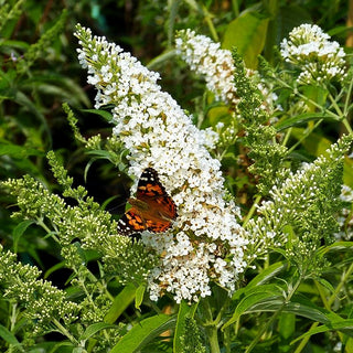 Sommerflieder 'Peace' (Buddleja davidii)