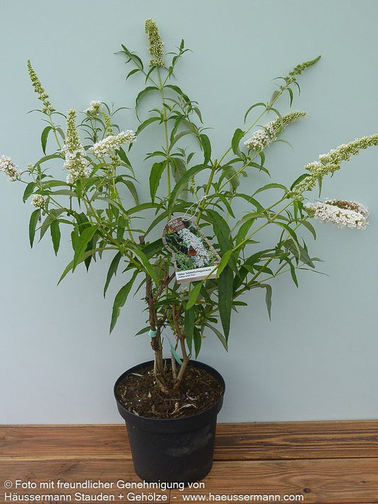Sommerflieder 'Peace' (Buddleja davidii)