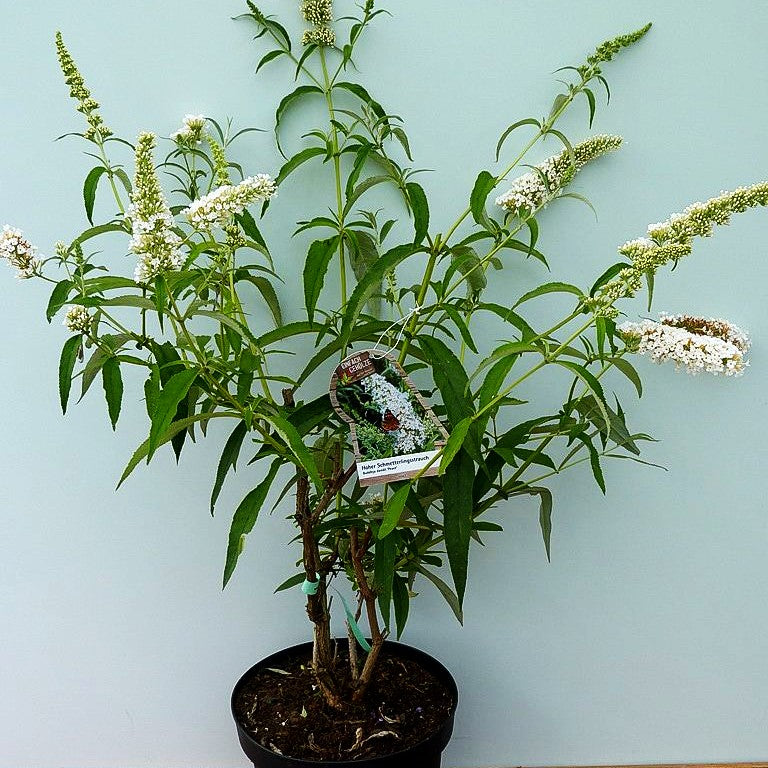 Sommerflieder 'Peace' (Buddleja davidii)