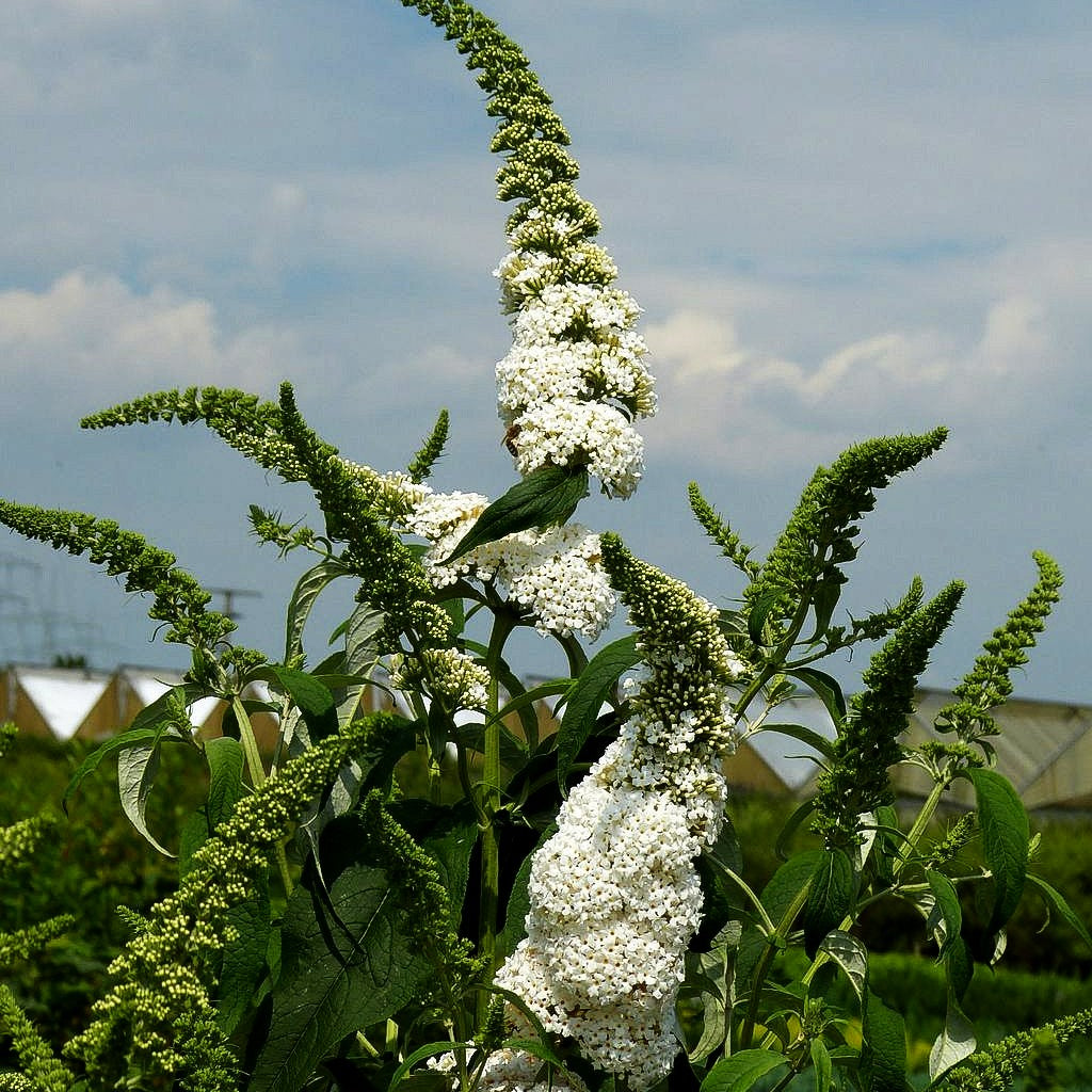 Sommerflieder 'Peace' (Buddleja davidii)