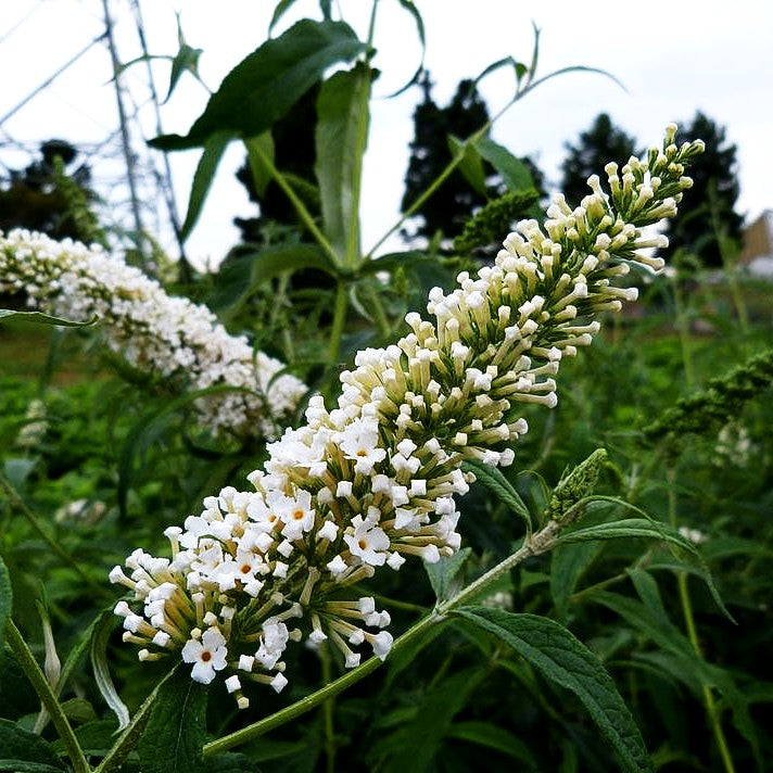 Sommerflieder 'Peace' (Buddleja davidii)