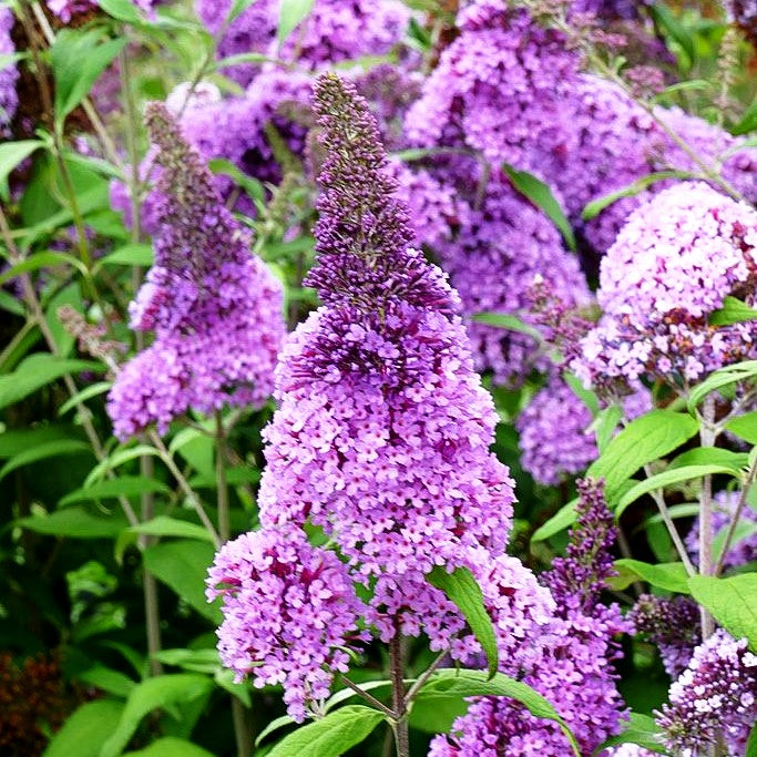 Sommerflieder 'Peacock' (Buddleja davidii)