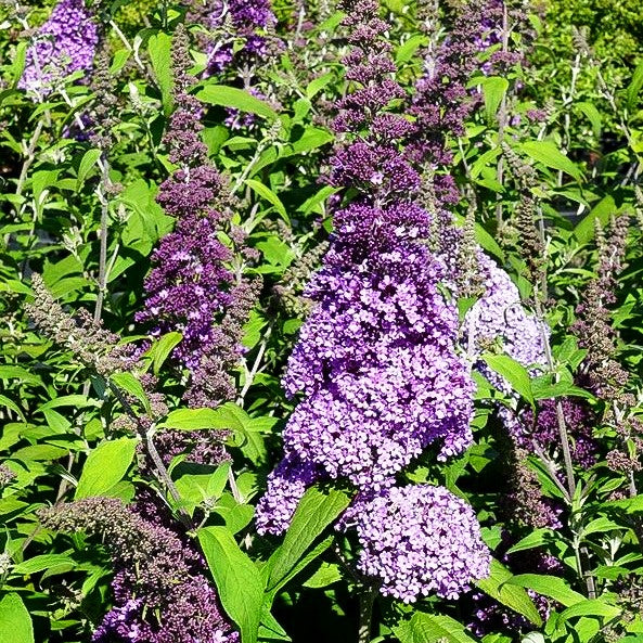 Sommerflieder 'Peacock' (Buddleja davidii)