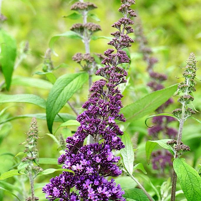 Sommerflieder 'Peacock' (Buddleja davidii)