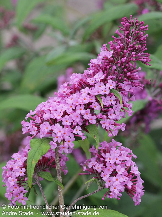 Sommerflieder 'Pink Delight' (Buddleja davidii)
