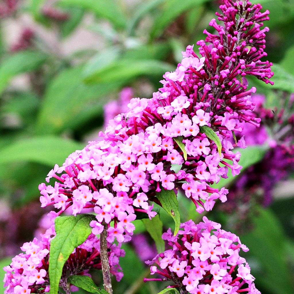 Sommerflieder 'Pink Delight' (Buddleja davidii)