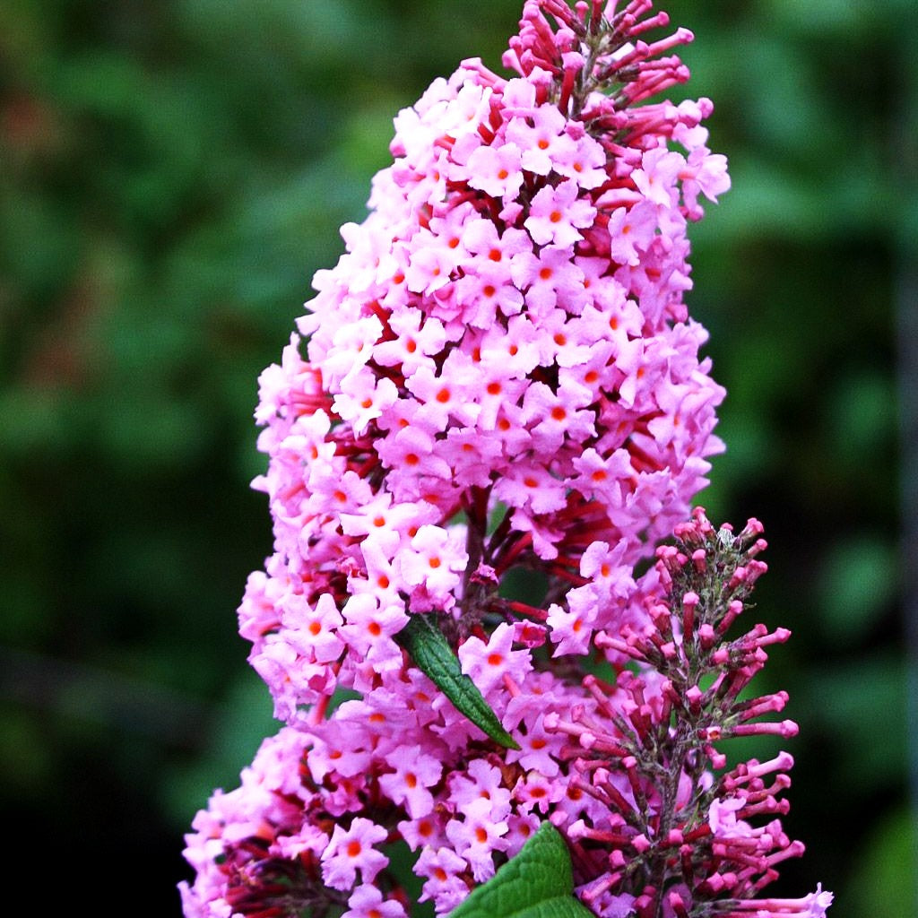 Sommerflieder 'Pink Delight' (Buddleja davidii)