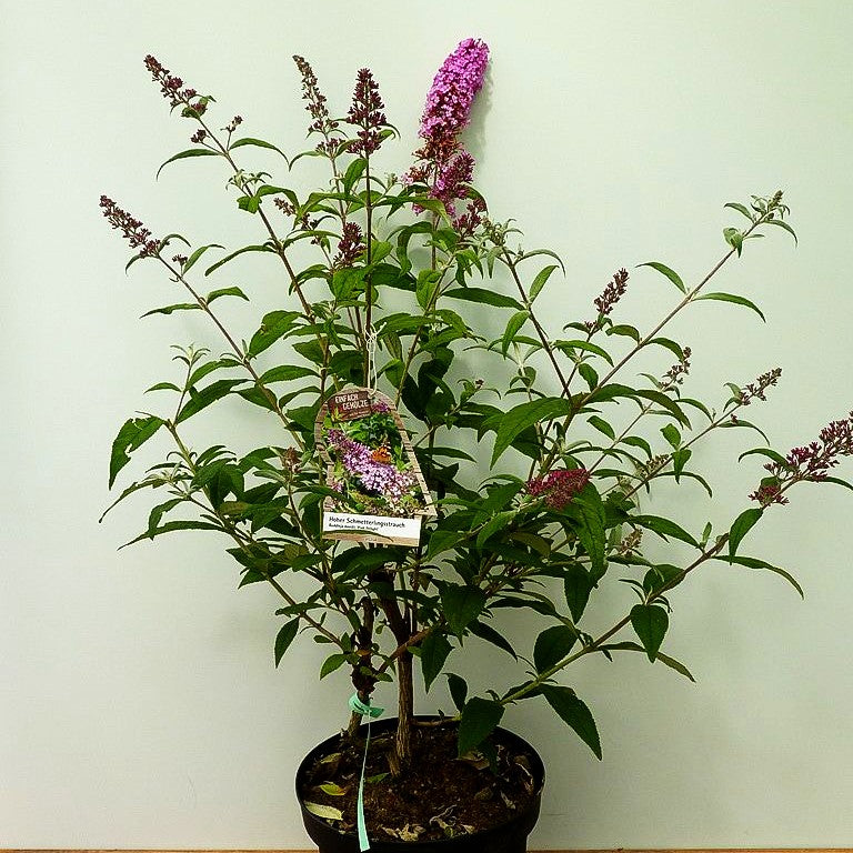 Sommerflieder 'Pink Delight' (Buddleja davidii)