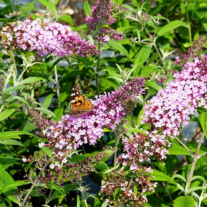 Sommerflieder 'Pink Delight' (Buddleja davidii)