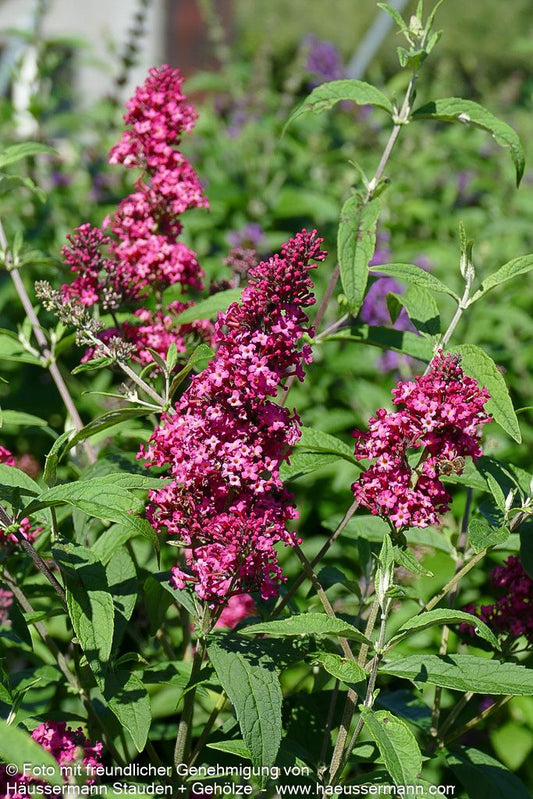 Sommerflieder 'Prince Charming' (Buddleja davidii)
