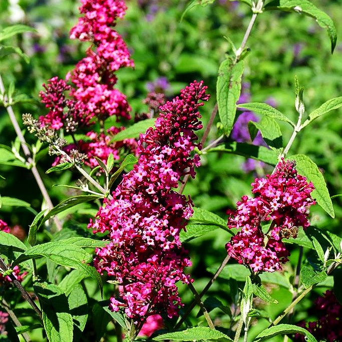 Sommerflieder 'Prince Charming' (Buddleja davidii)