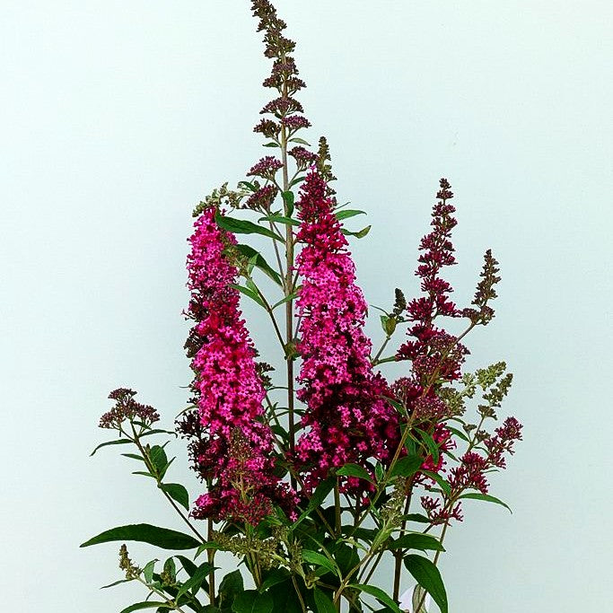 Sommerflieder 'Prince Charming' (Buddleja davidii)
