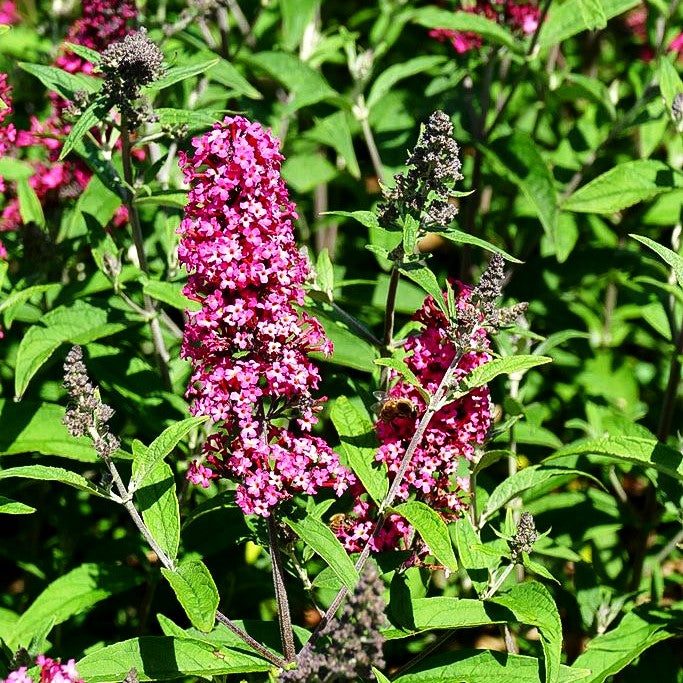 Sommerflieder 'Prince Charming' (Buddleja davidii)