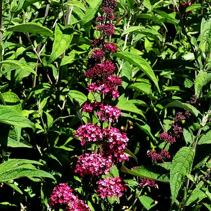 Sommerflieder 'Prince Charming' (Buddleja davidii)