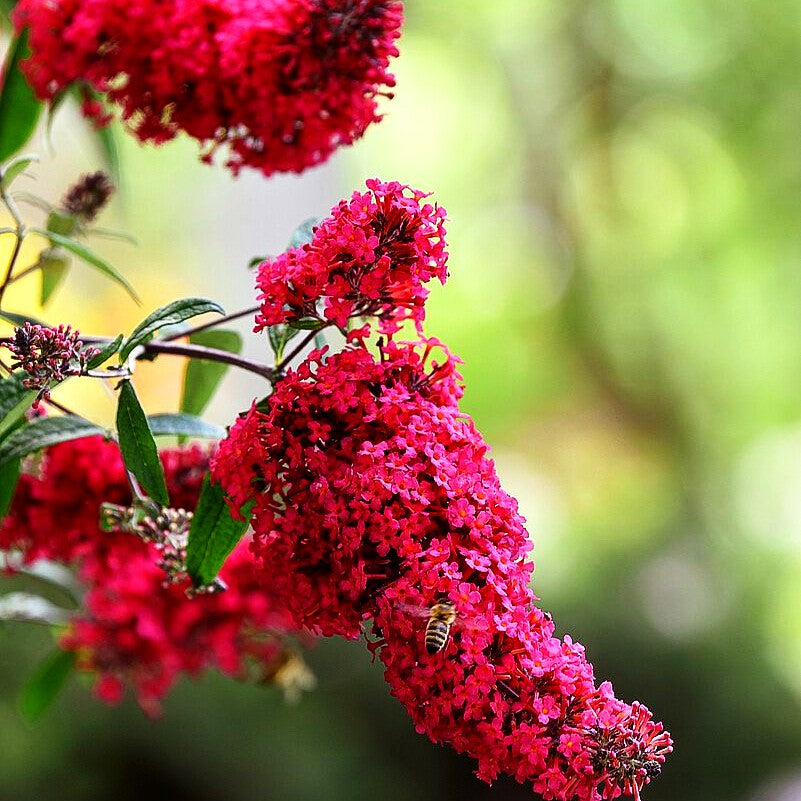 Sommerflieder 'Prince Charming' (Buddleja davidii)
