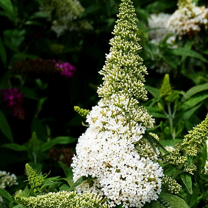 Sommerflieder 'Rocketstar Snow' -R- (Buddleja davidii)