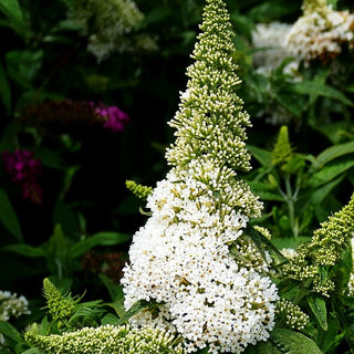 Sommerflieder 'Rocketstar Snow' -R- (Buddleja davidii)