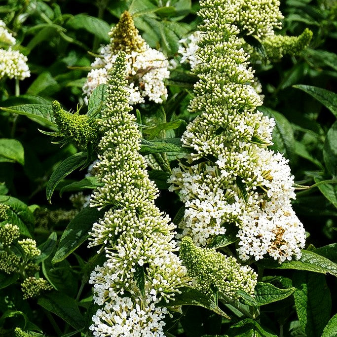 Sommerflieder 'Rocketstar Snow' -R- (Buddleja davidii)