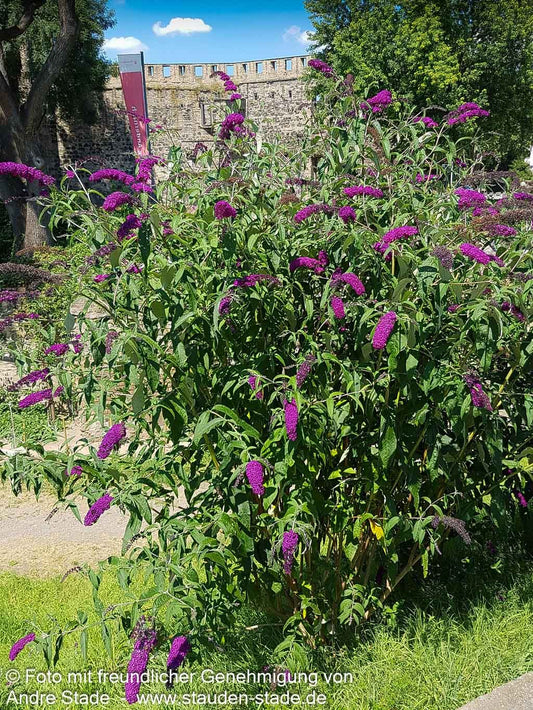 Sommerflieder 'Royal Red' (Buddleja davidii)