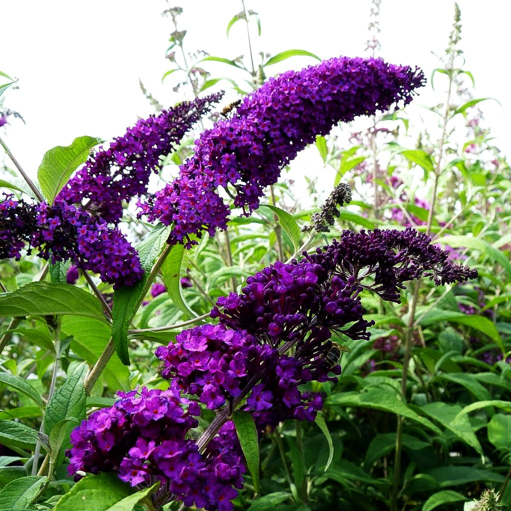 Sommerflieder 'Royal Red' (Buddleja davidii)