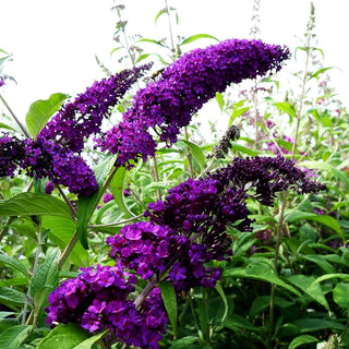 Sommerflieder 'Royal Red' (Buddleja davidii)
