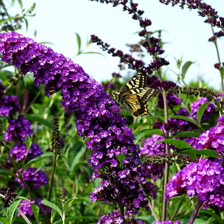 Sommerflieder 'Royal Red' (Buddleja davidii)