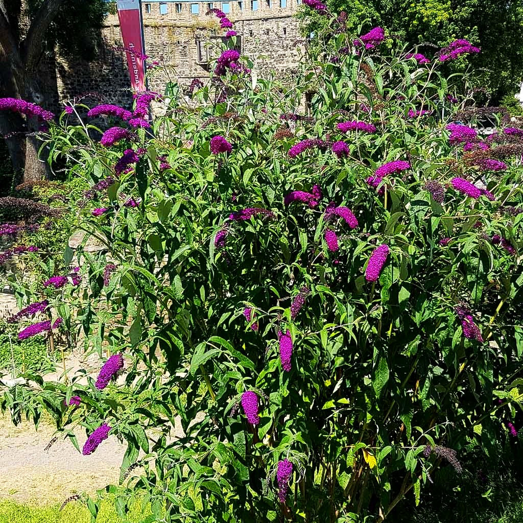 Sommerflieder 'Royal Red' (Buddleja davidii)