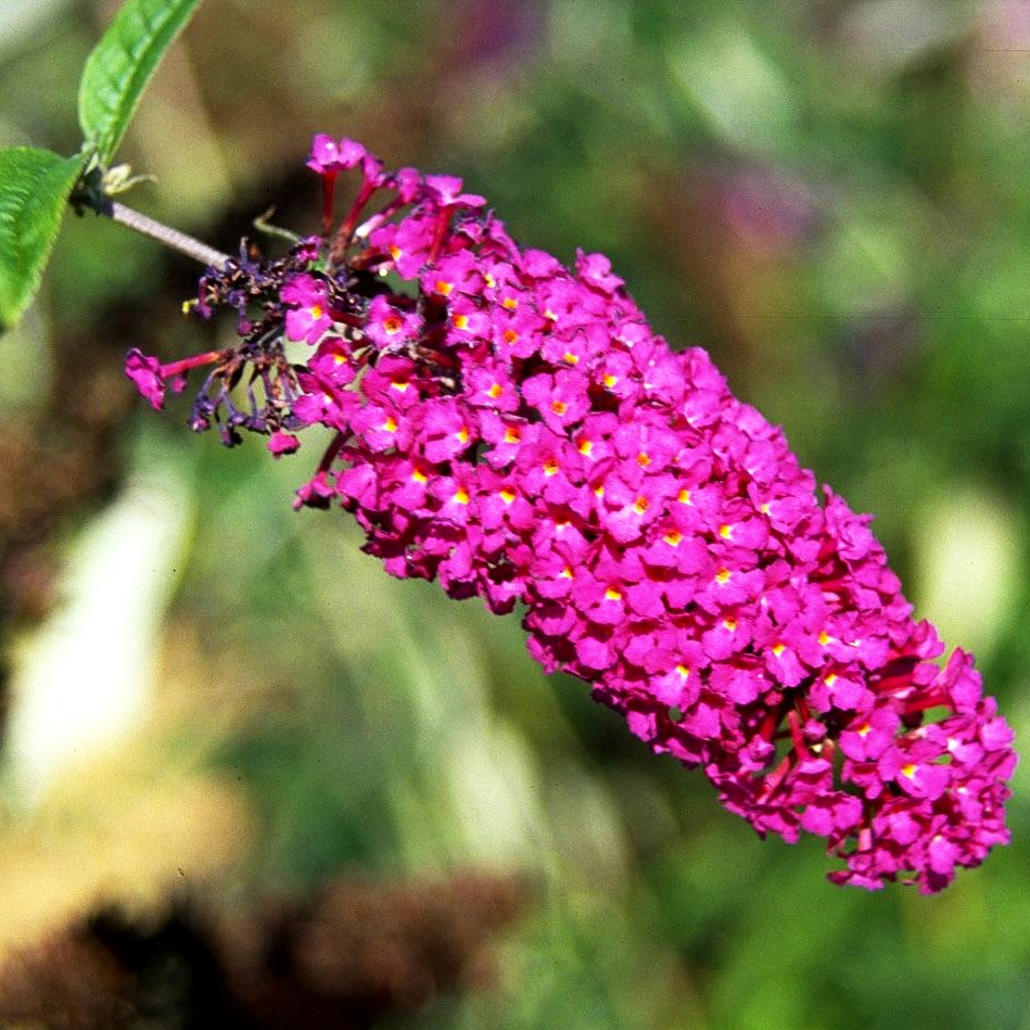 Sommerflieder 'Royal Red' (Buddleja davidii)