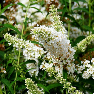 Sommerflieder 'White Profusion' (Buddleja davidii)