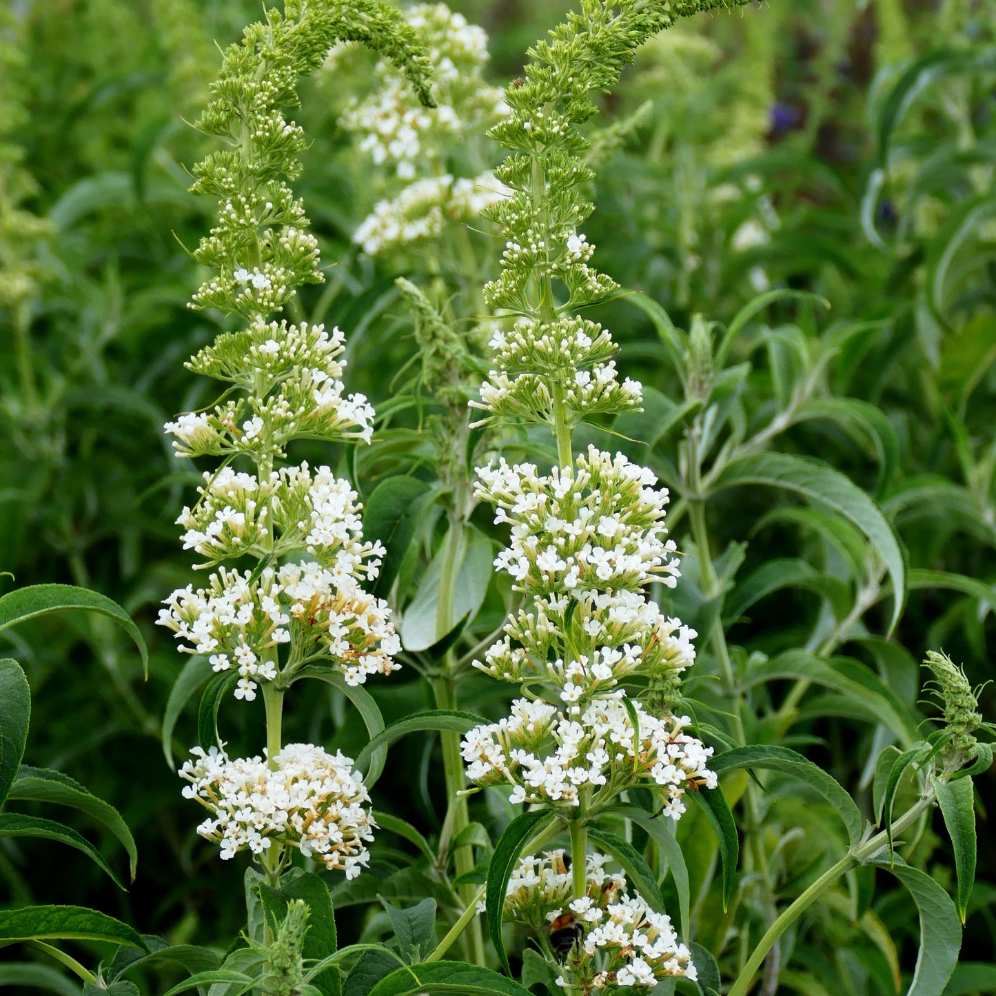 Sommerflieder 'White Profusion' (Buddleja davidii)
